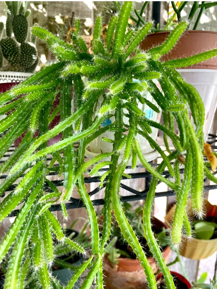Dog Tail Cactus Succulent in 4-Inch Pot, Selenicereus anthonyanus, Hanging Plant, Indoor Garden, Drought Tolerant, Trailing Cactus