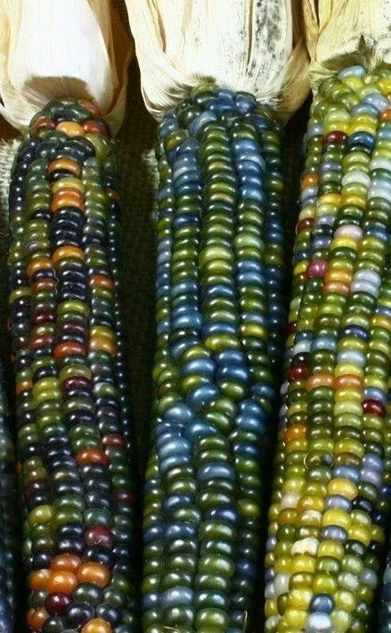 Ornamental Corn Seeds - Greenhorn Variety - Zea mays - Garden Planting, Vibrant Color, Fall Display, Non-GMO, Pack of 50
