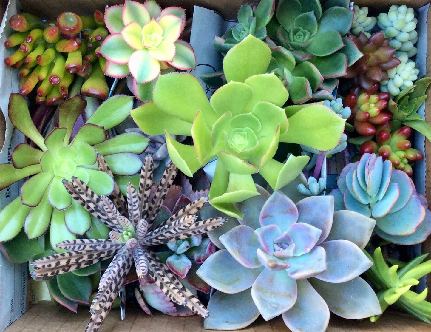 Ice Plant Cuttings - 6 Fresh Succulent Cuttings, Purple Pink Delosperma spp., Ground Cover, Drought-Resistant, Low Maintenance