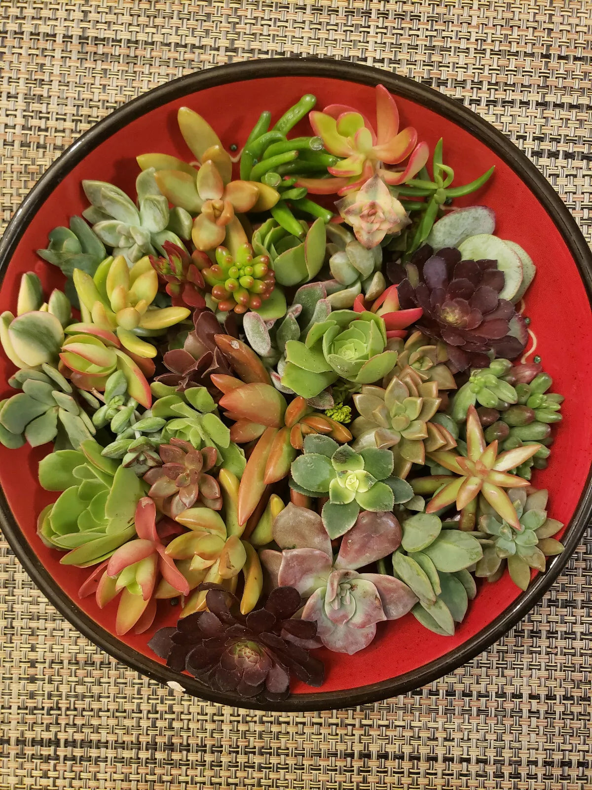 30 Succulent Cuttings - 20 Varieties Including Echeveria, Sedum & Crassula