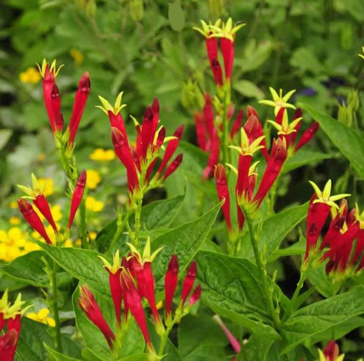 Indian Pink Bare Root Plant - Spigelia Marilandica Perennial Garden Flower for Shade, Butterfly & Hummingbird Attraction