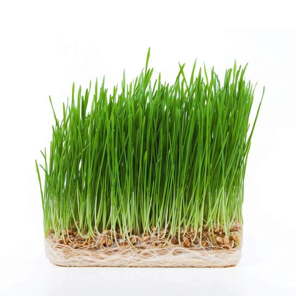 Hydro Wheatgrass Seeds 1LB Certified Organic Triticum aestivum for Indoor & Outdoor Growing
