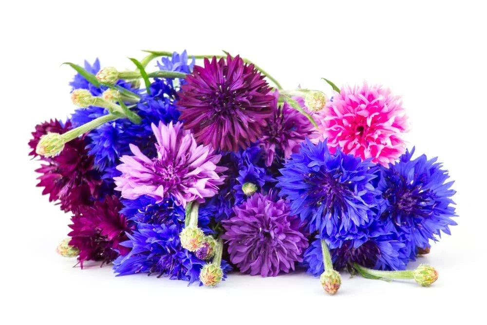 Polka Dot Bachelor Button Seeds 1,000 Heirloom Non-GMO Centaurea cyanus for Garden, Borders, Containers