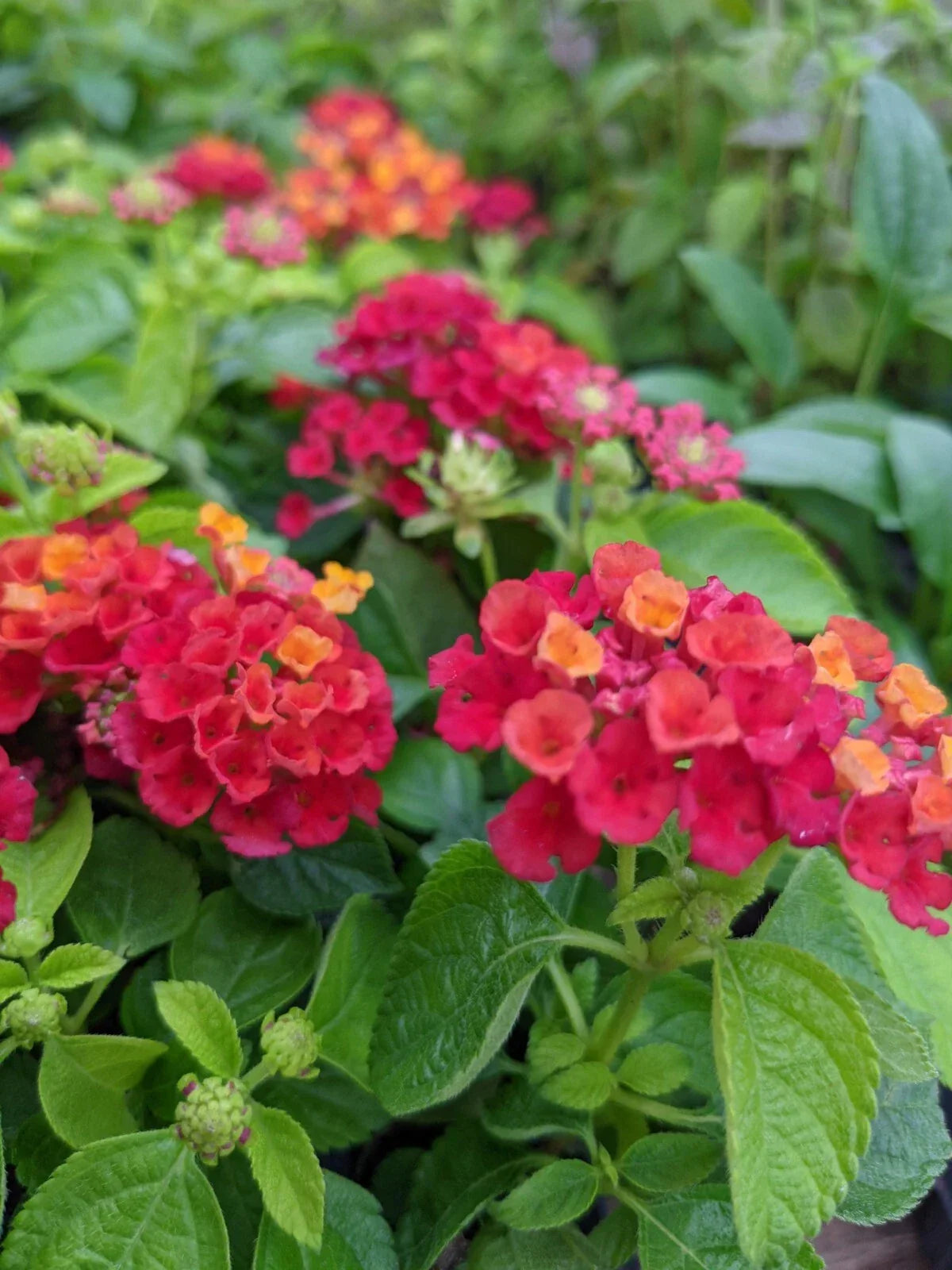 Lantana Hot Blooded Red Live Annual Plants Plugs - Heat Tolerant Butterfly & Hummingbird Attracting
