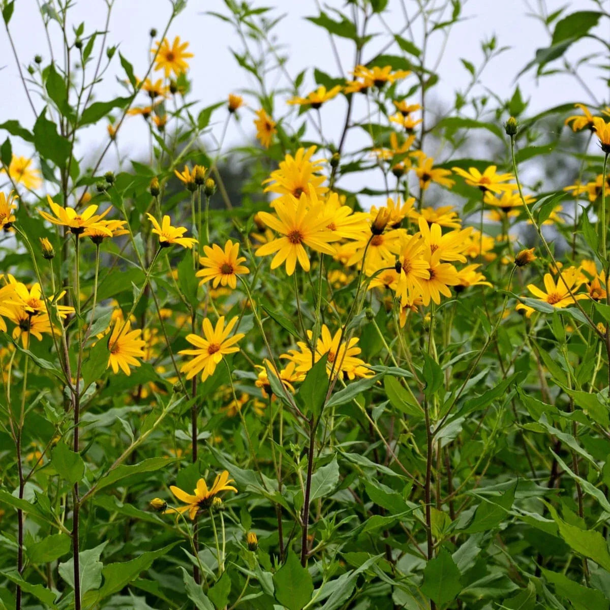 Bare Root Jerusalem Artichoke Plants - 3 Pack - Edible Perennial Herb Helianthus tuberosus