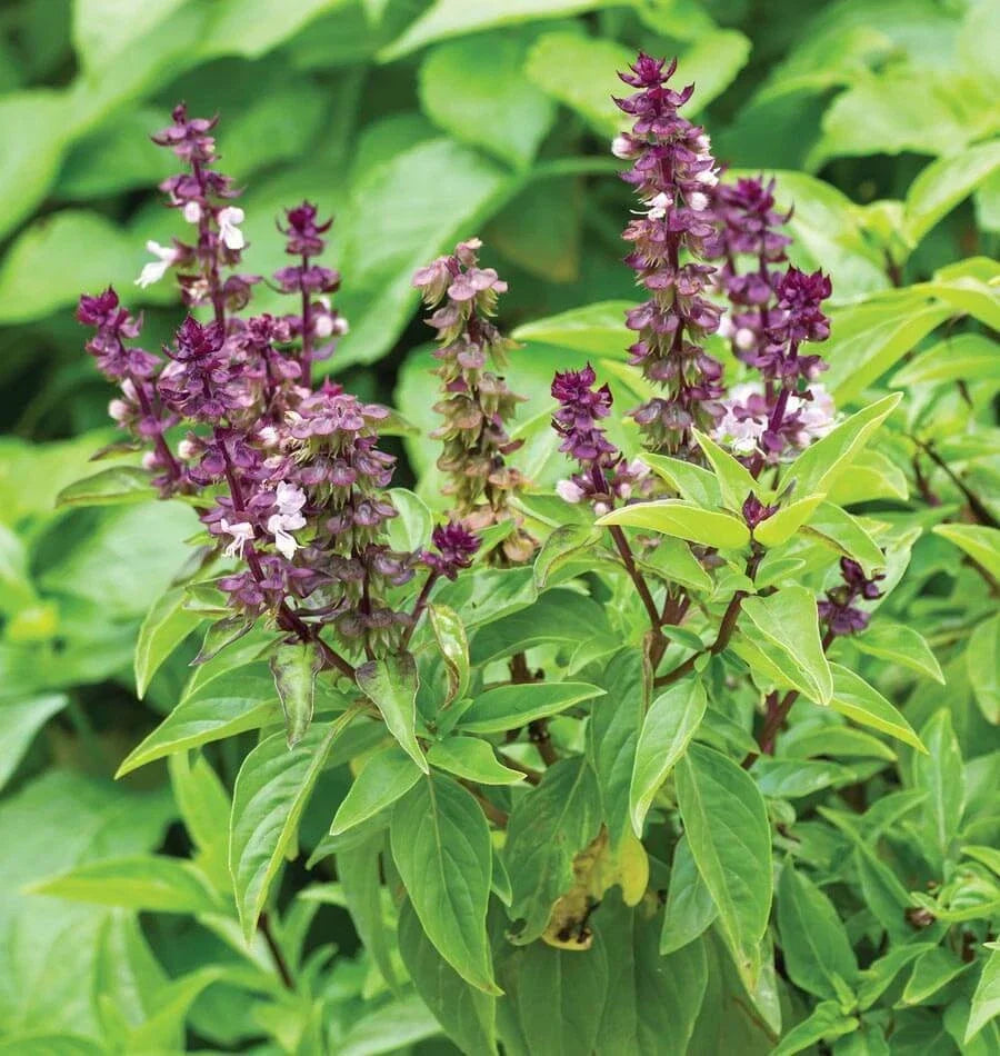 Licorice Basil Seeds 200+ Count, Persian Herb, Ocimum basilicum, Non-GMO, Culinary Herb, Garden Seeds, Indoor & Outdoor Growing