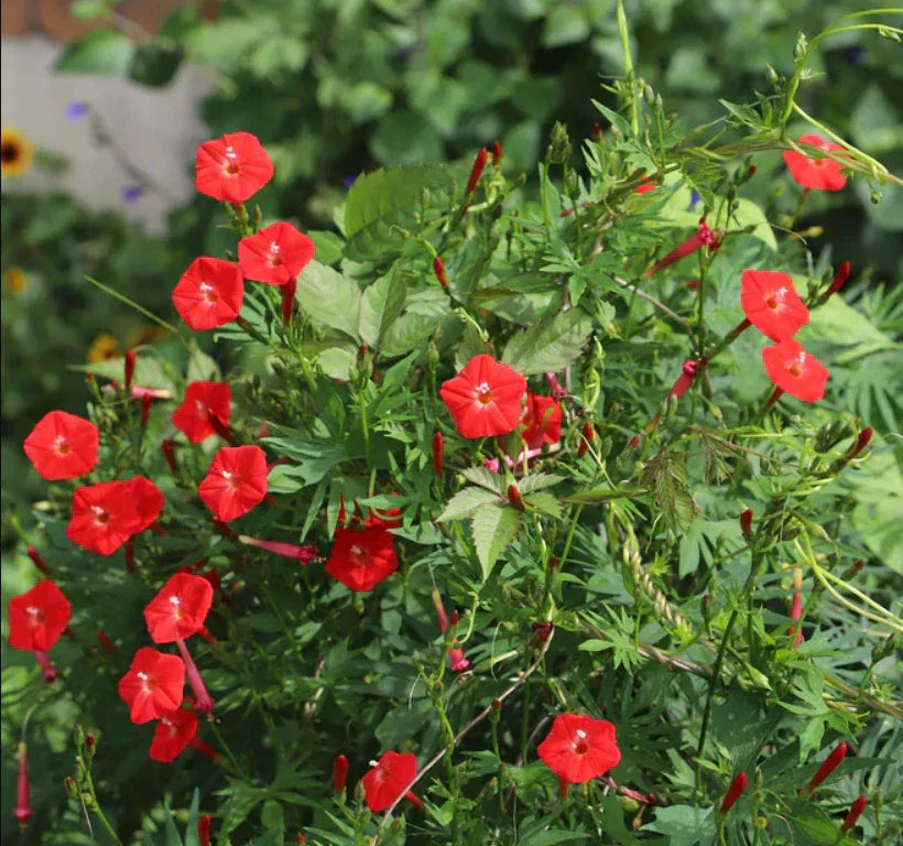 Cardinal Climber Morning Glory Seeds - Red Blooms, 50 Seeds, Ipomoea quamoclit