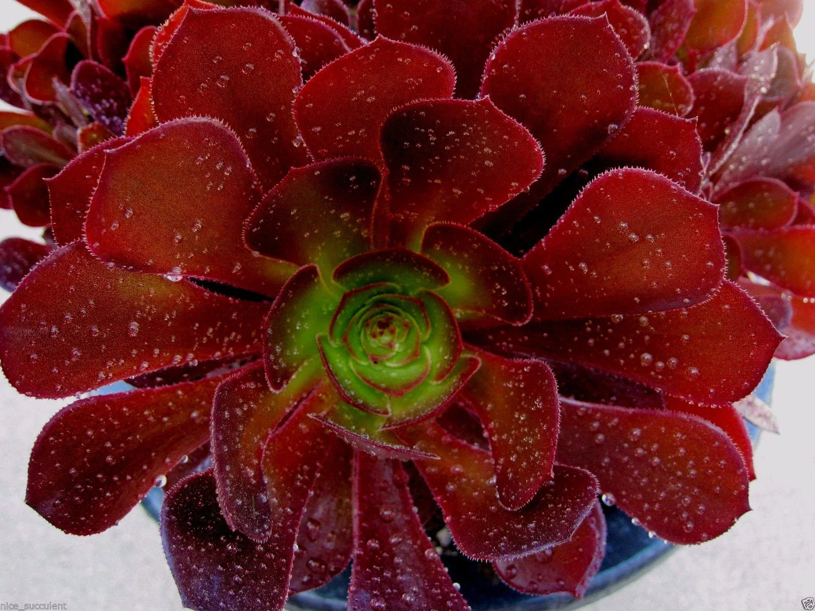 Aeonium Kokino Hybrid Succulent Cuttings - 2 Fresh & Healthy Rosette Plants, Rare Variety for Indoor & Outdoor Gardens