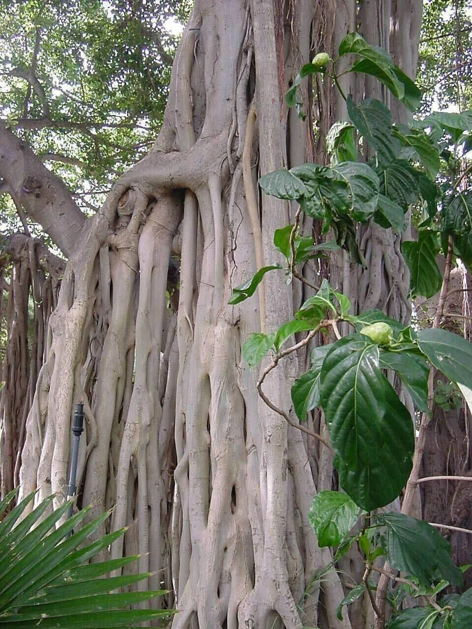 Ficus Benghalensis Tree Seeds - Ornamental Tropical Plant for Indoor & Outdoor Gardening