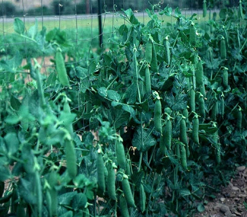 Lincoln Pea Seeds – High Yielding Pisum sativum, 100 Pack, Climbing, Organic, Cool-Season Garden Seeds