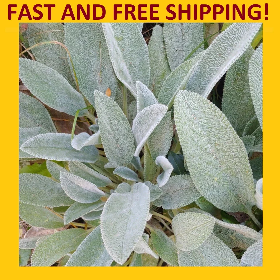 Lamb's Ear Plant - Live Rooted Perennials - Green Soft Fuzzy Leaves - Stachys byzantina - Herbal Tea Garden Plants (4 Pack)