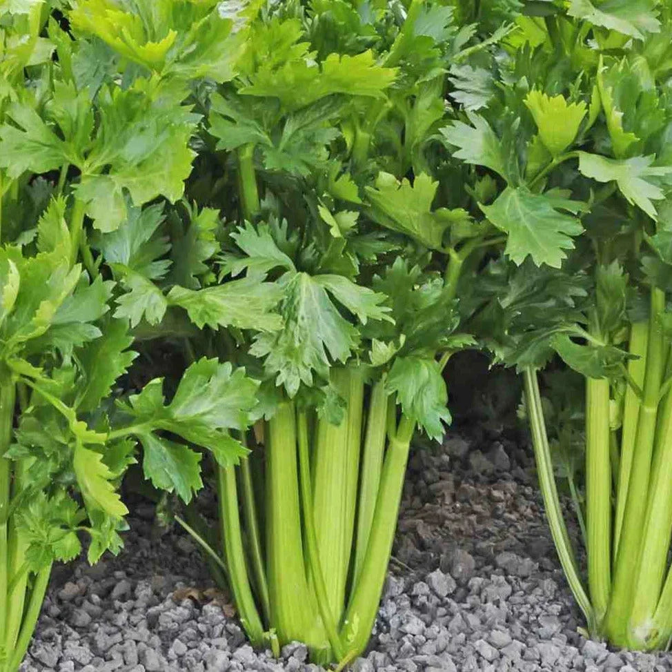 Improved Celery Seeds Tall Utah 52-70R Apium Graveolens Heirloom Vegetable Seeds for 2025 Planting