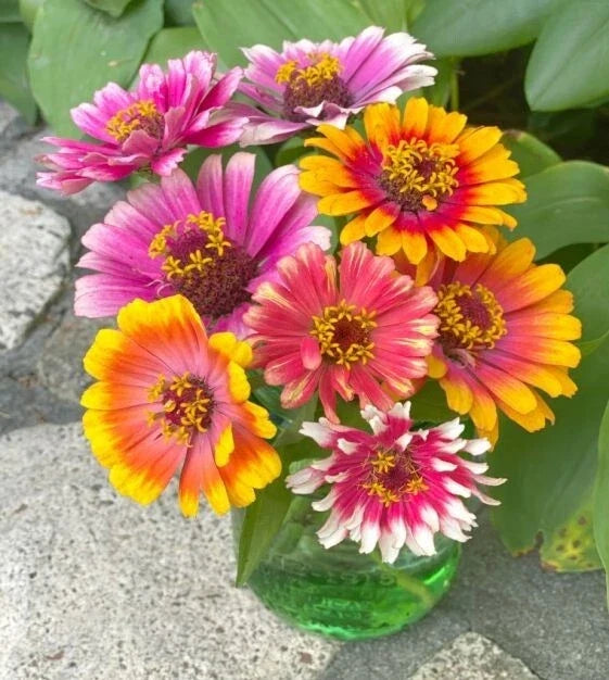 Zinnia Seeds - 100+ Carrousel Mixed Variety for Garden Planting - Zinnia elegans, Colorful Flowers, Butterfly & Pollinator Attracting