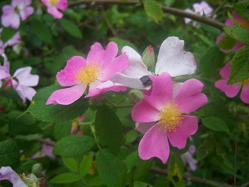 20 Seeds Wild Pink Prairie Rose Rosa arkansana - Native Perennial Shrub