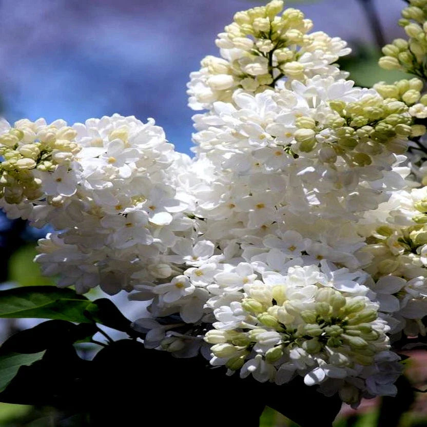 Japanese White Lilac Tree Seeds - Syringa reticulata Flowering Plant for Gardens & Attracting Butterflies Hummingbirds