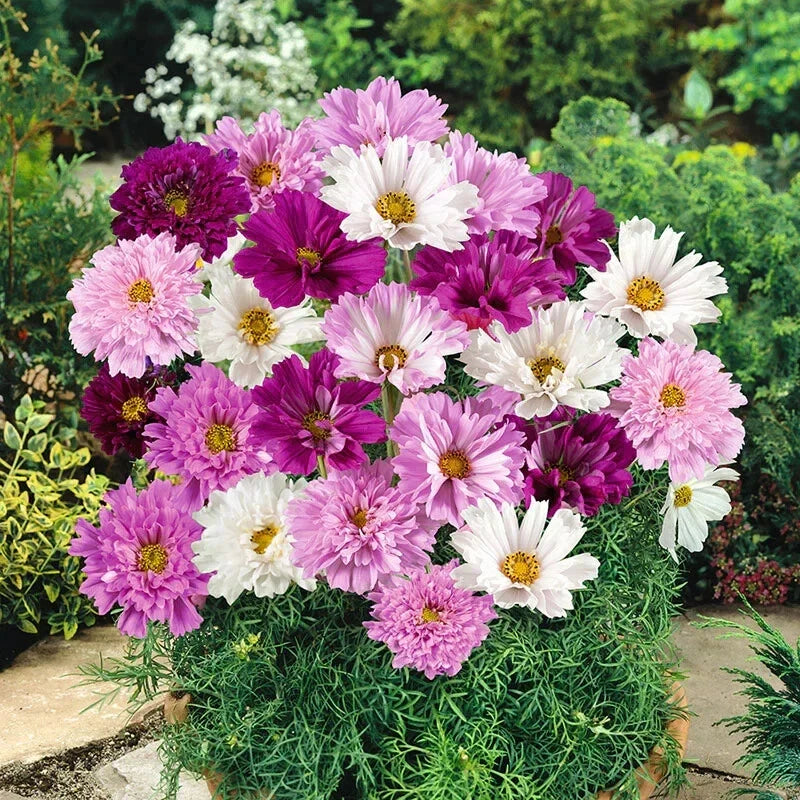 Double Click Cosmos Seeds - 200+ Pack, Cosmos bipinnatus, Vibrant Double Blooms, Annual Garden Planting, Butterfly Attracting