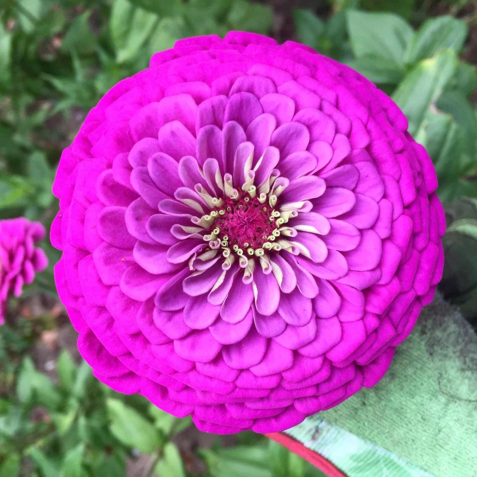 Purple Prince Zinnia Seeds – Giant Lavender Pink Flowers, Zinnia elegans, Butterfly & Bee Attractant, Easy Grow, 50 Seeds