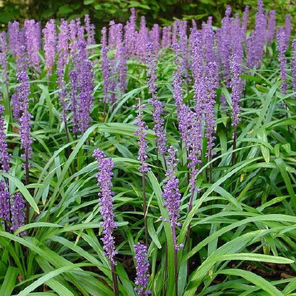 Flowering Ornamental Border Grass Plants - Liriope muscari Ground Cover - 25+ Perennials for Landscaping