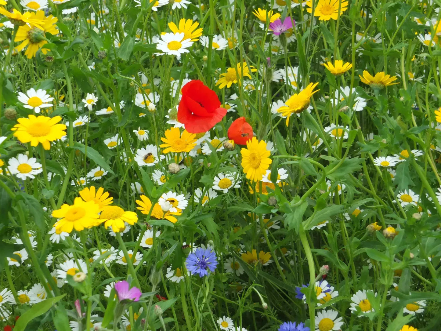 Dry Land Wildflower Seed Mix - 20 Drought Tolerant Species for Arid Landscapes