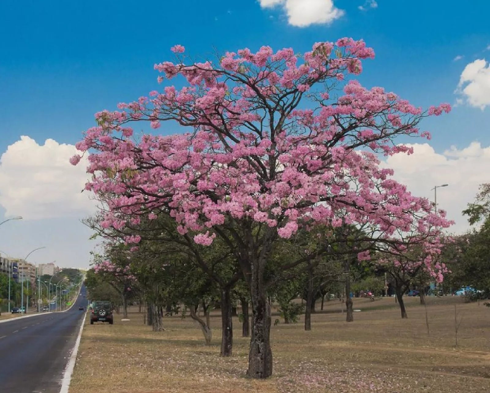 Pink Trumpet Tree Seeds - Pre-Stratified 15 Seeds - Tabebula rosea - Tropical Flowering Tree for Garden & Landscape