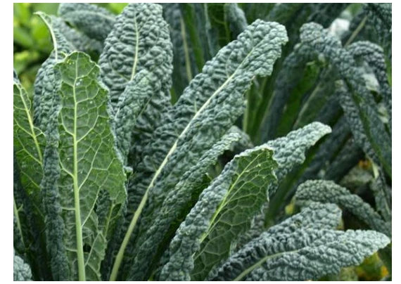Lacinato Kale Seeds - Dinosaur Kale, Black Tuscany, Nero di Toscana, Heirloom, Forage Variety, Brassica oleracea