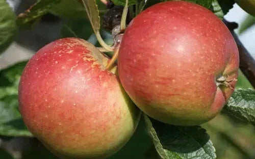 Braeburn Apple Seeds - 25 Pack for Home Garden, Fruit Tree, Malus domestica, USA