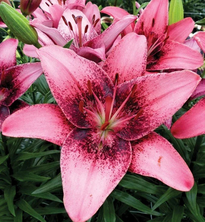 Asiatic Lily Bulb Lilium 'Purple Dream' - Large Pink Purple Blooms, Deer Resistant, Zones 3-8