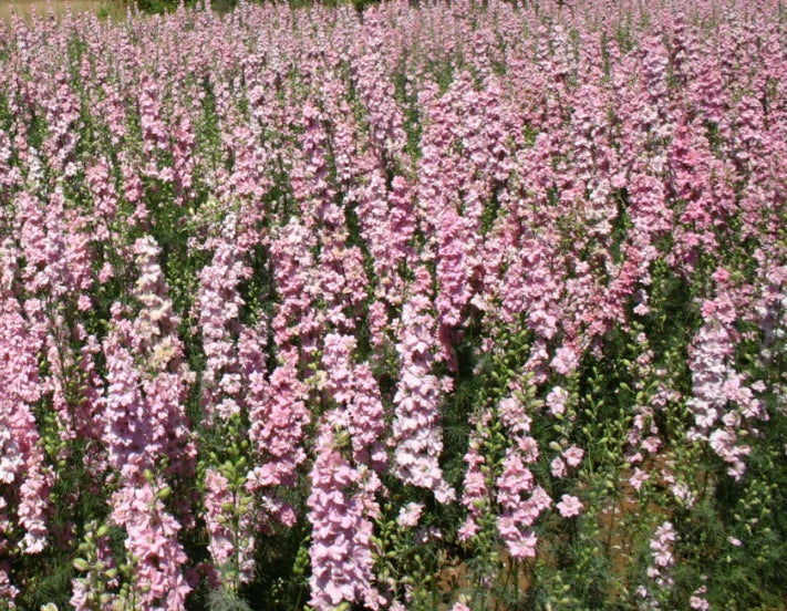 Rocket Larkspur Seeds - 500 Non-GMO Pink Pastel Flowers for Pollinators - Delphinium ajacis Seed Packet