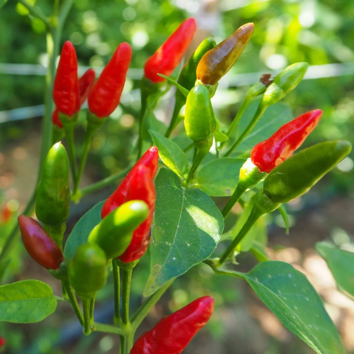 Birdseye Chili Pepper Seeds - 50+ Hot Capsicum frutescens Seeds for Spicy Garden