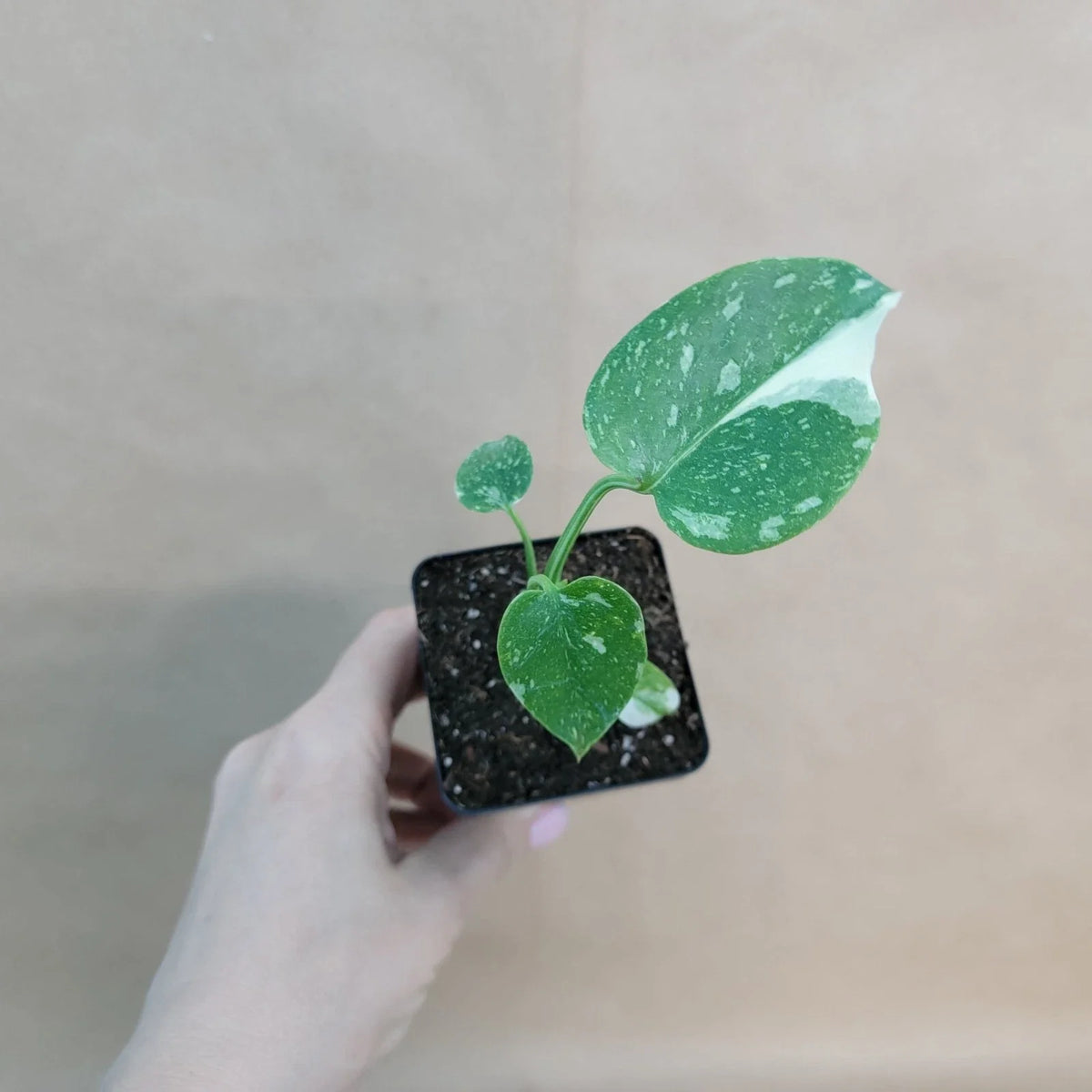 Monstera Thai Constellation 3" Pot | Variegated Indoor Houseplant | Monstera deliciosa 'Thai Constellation'
