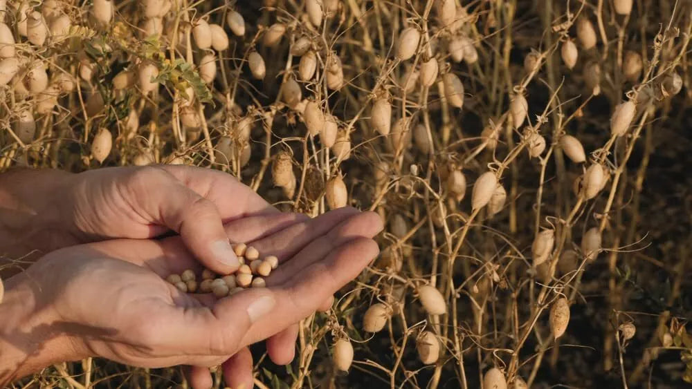 Organic Garbanzo Bean Seeds for Planting - Cicer arietinum, Home Garden Chickpeas, Hummus Production, Full Sun, Easy Grow