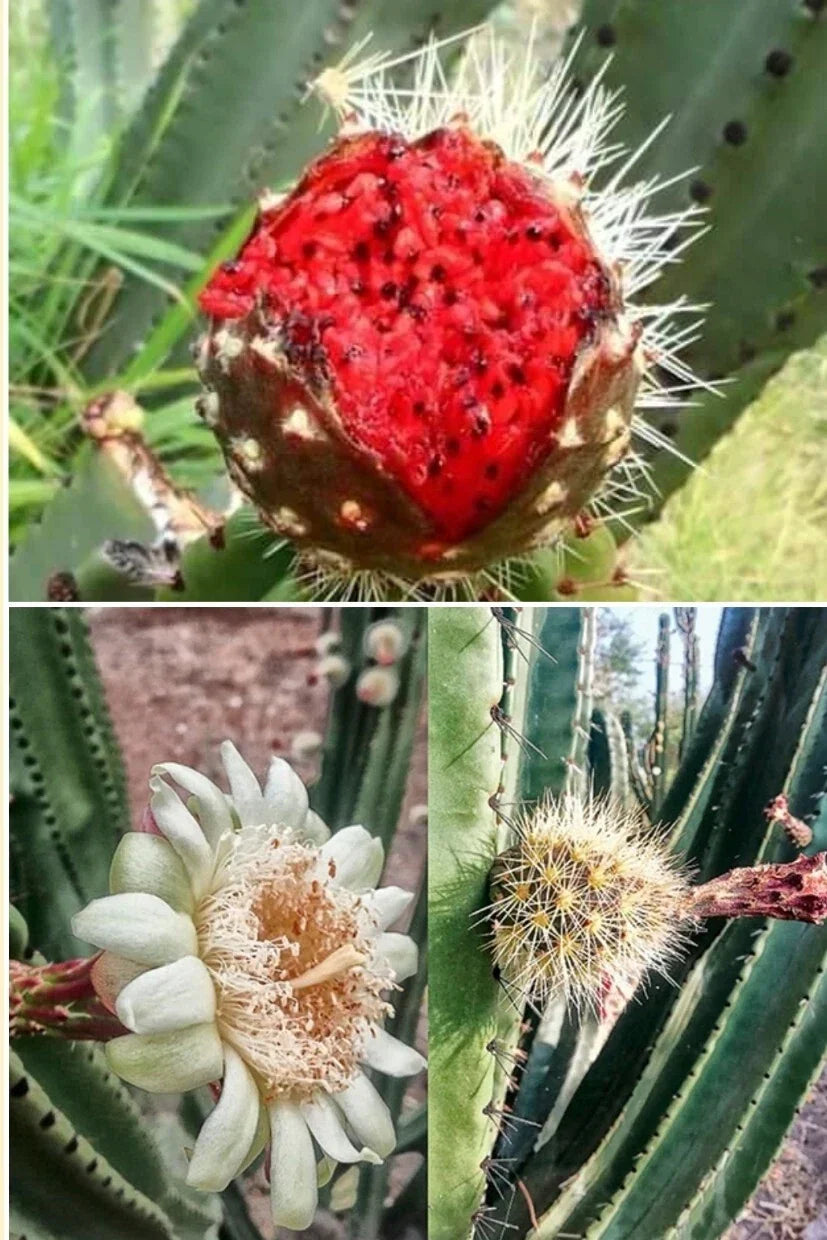 Mexican Pitaya Cactus Seeds - 20 Rare Stenocereus thurberi Seeds for Unique Organ Pipe Cactus