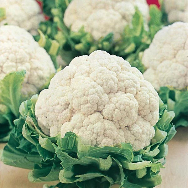 Cauliflower Seeds - Snowball Self Blanching Variety - Brassica oleracea - Pack of 100 Seeds for Home Gardening