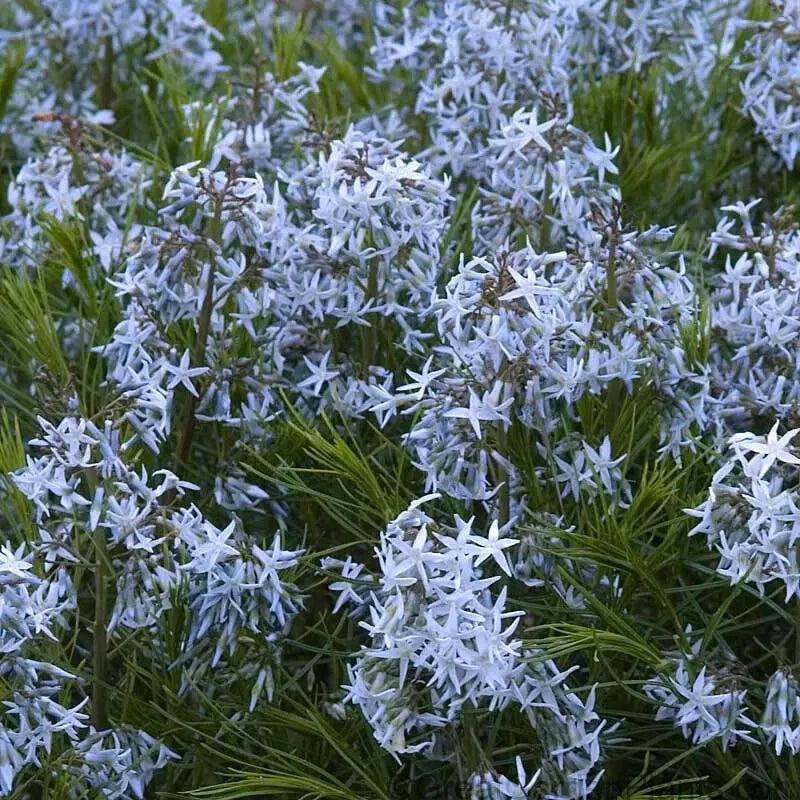Threadleaf Bluestar Live Plant 4" Pot Amsonia hubrichtii Perennial with Blue Flowers & Fall Foliage