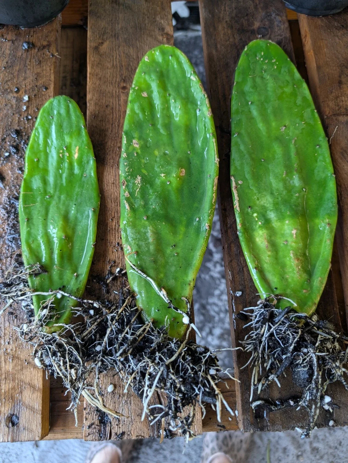 Eastern Prickly Pear Cactus Pads - Live Rooted Plants - Opuntia Humifusa - Drought-Tolerant Succulent for Garden & Indoor