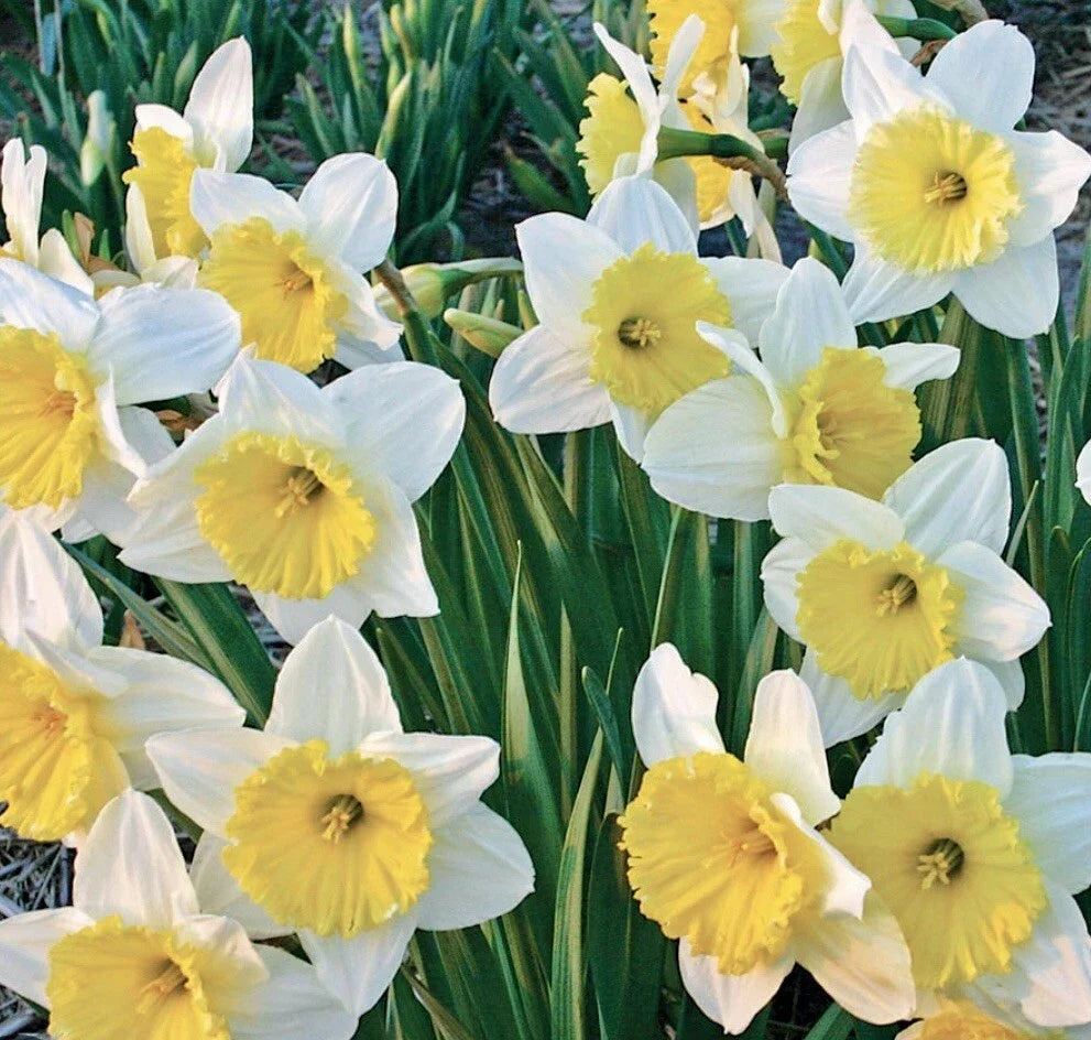 Narcissus Ice Follies Bulbs 14/16cm White Yellow Trumpet Daffodil Perennial Flowering Plant