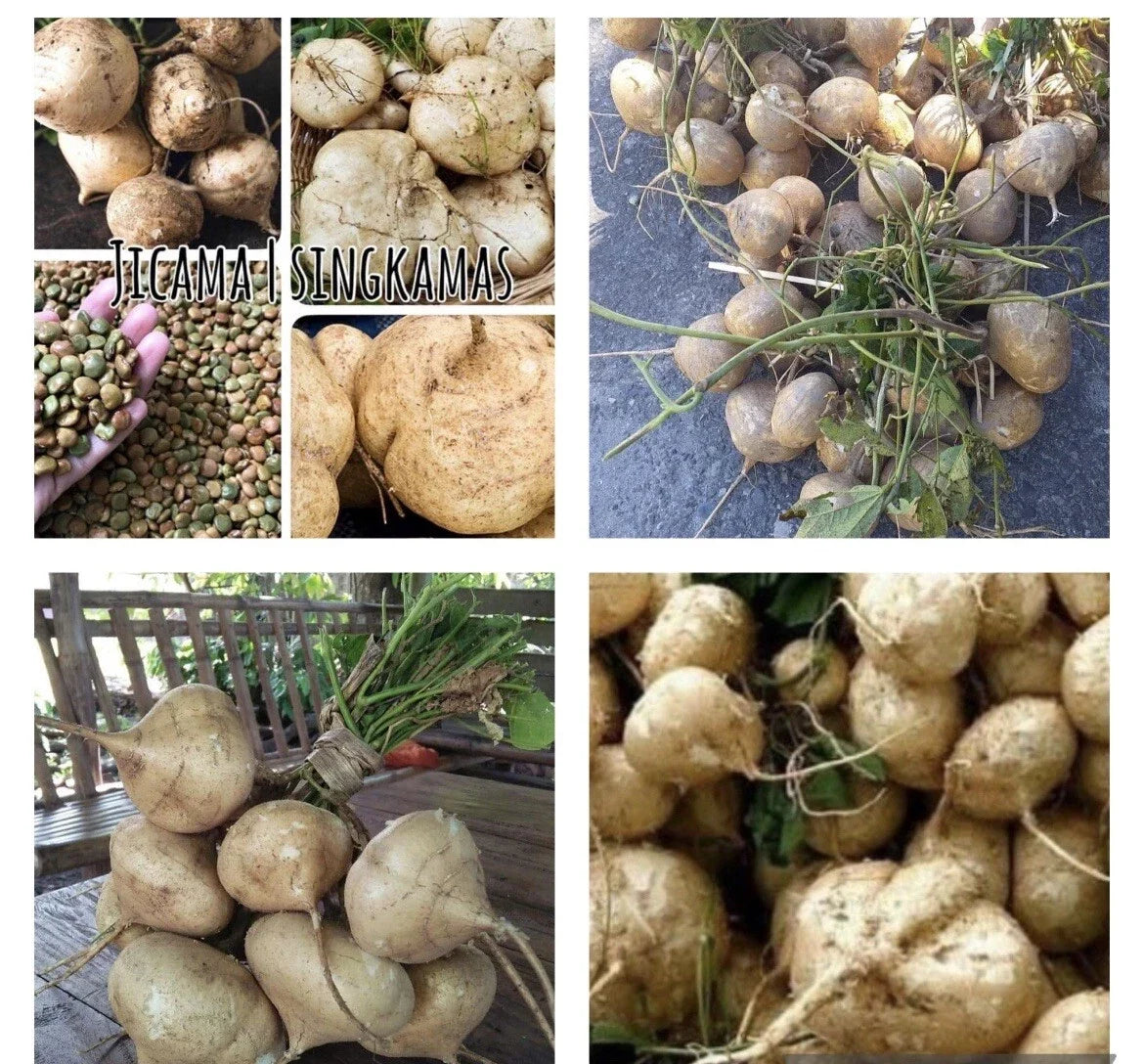 Jicama Seeds – 50+ Pachyrhizus erosus Mexican Yam Bean Turnip for Home Garden, Edible Tubers, Climbing Vine