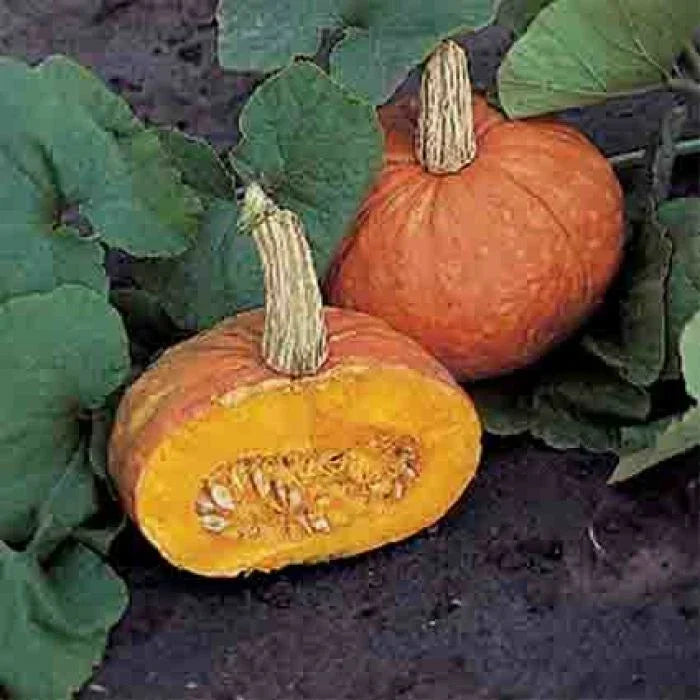Mooregold Winter Squash Seeds – Cucurbita maxima, Heirloom, Full Sun, Bountiful Harvest, Gardening Seed Packet