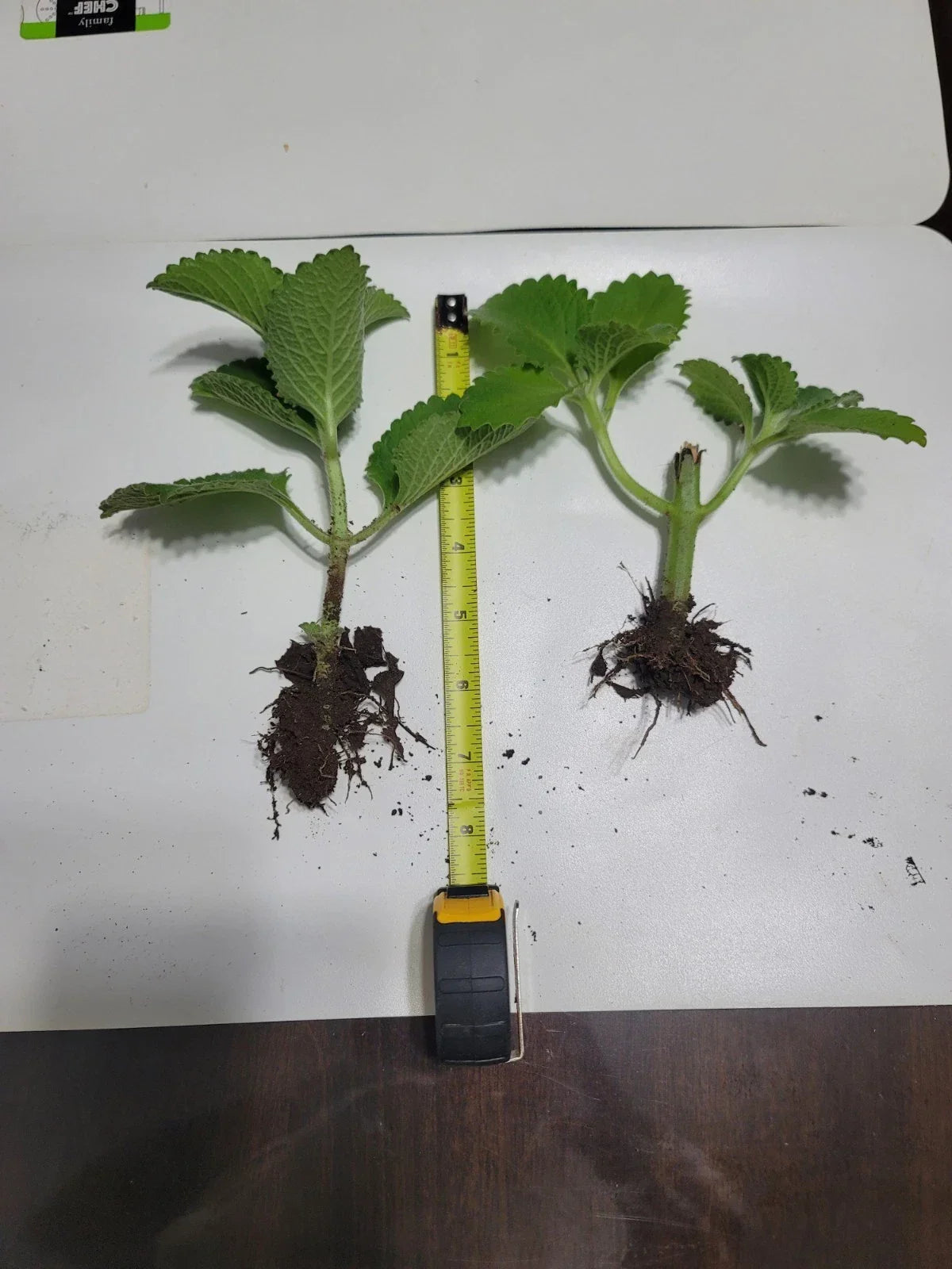 Live Cuban Oregano 2-Pack - Mexican Mint, Spanish Thyme - Well Rooted Plectranthus amboinicus