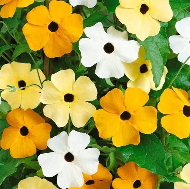 Black Eyed Susan Vine Seeds | Mixed Color | Thunbergia alata | Hardy Garden Vines