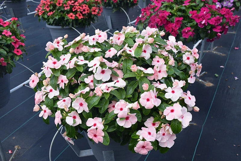 Vinca Logro Apricot Seeds - 100 Pack - Catharanthus Roseus - Drought Tolerant, Low Maintenance, Vibrant Blooms