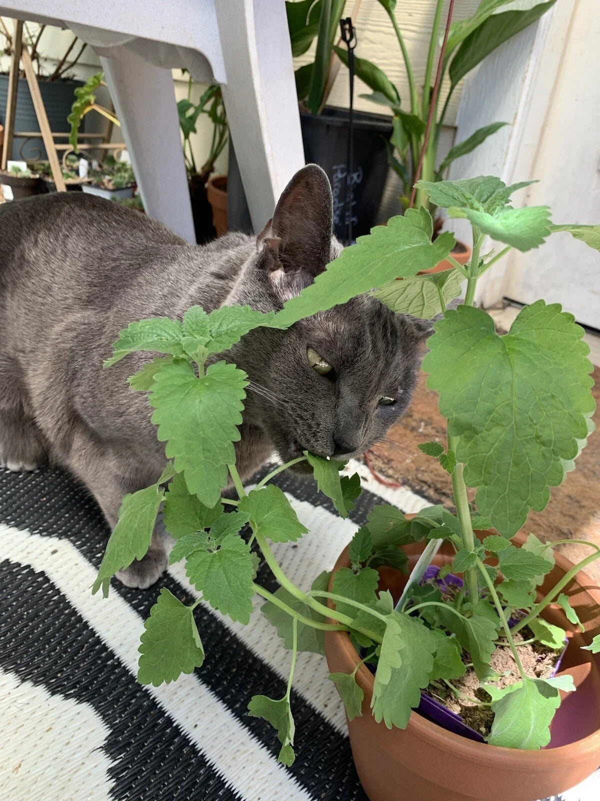 Organic Catnip Seeds - Non-GMO Nepeta cataria Herb for Cats and Gardening, Perennial, 100 Seeds