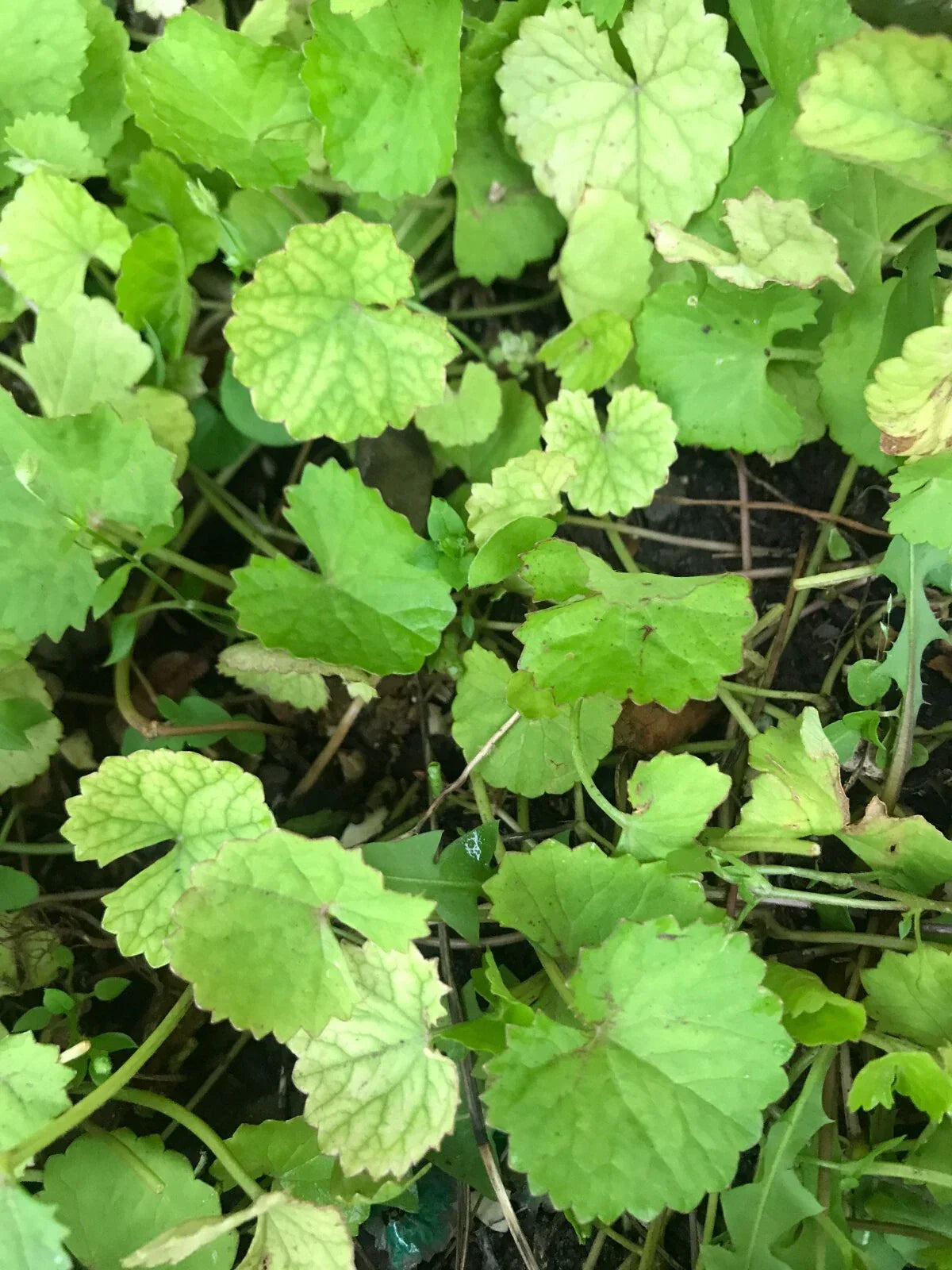 Edible Pennywort Gotu Kola Live Starter Plants - 10 Bare Roots Vietnamese Rau Ma