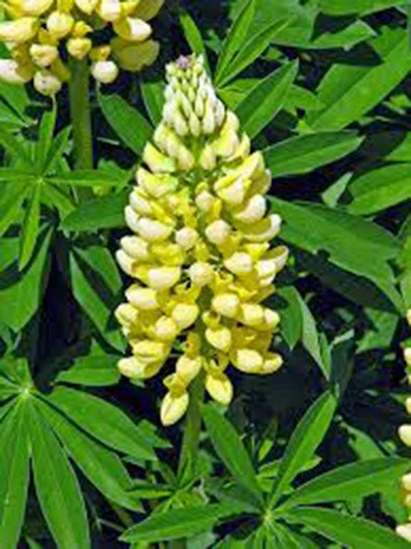Golden Yellow Lupine Seeds 500 Count for Gardens, Lupinus polyphyllus, Vibrant Blooms, Attracts Pollinators