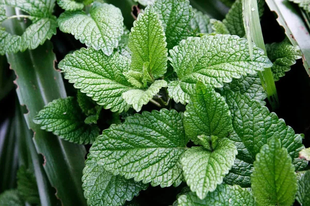 Peppermint Herb Seeds - 100 Seeds Mentha × piperita for Culinary and Garden Use