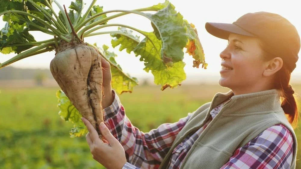 Sugar Beet Seeds - 250+ Non-GMO Heirloom Beta vulgaris for Home Garden, USA Grown