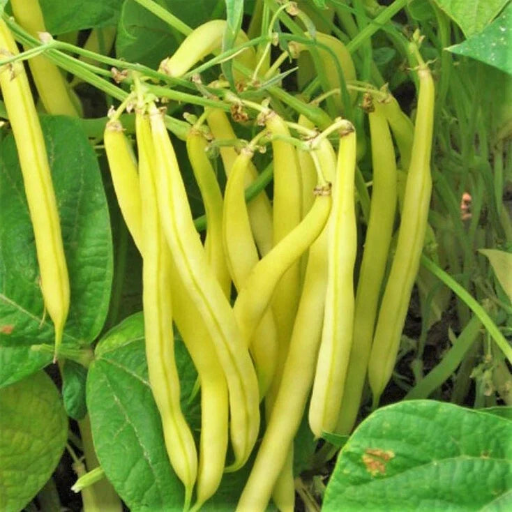 Kentucky Wonder Yellow Wax Bean Seeds | Pole Bean, Golden Wax Beans, Phaseolus vulgaris, 50 Seeds