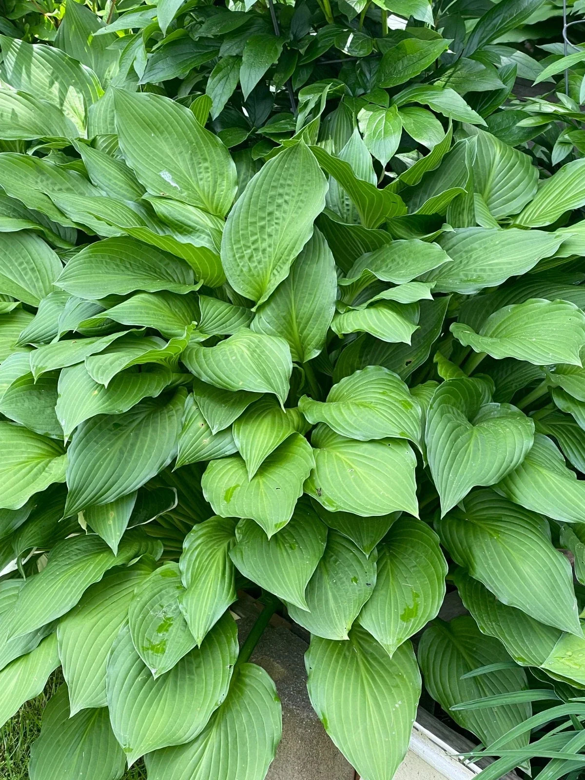 Green Hosta Sieboldiana Live Plants Set of 4 Bare Roots, Shade Lover, Perennial Garden Plants