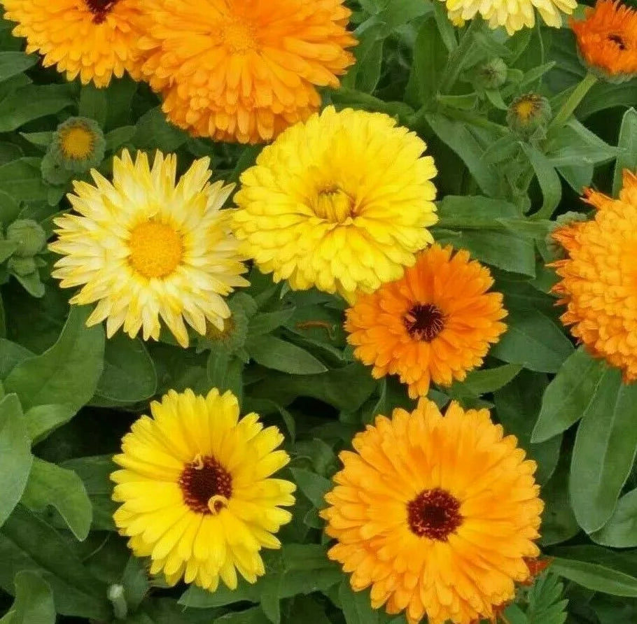 Calendula Flower Seeds 100+ Pacific Beauty Mix - Annual Orange Calendula officinalis