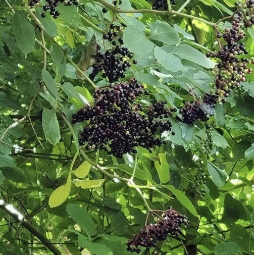 European Black Elderberry Tree Seeds - 300+ Organic Non-GMO Sambucus nigra Heirloom Seeds for Garden, Wildlife, and Edible Uses